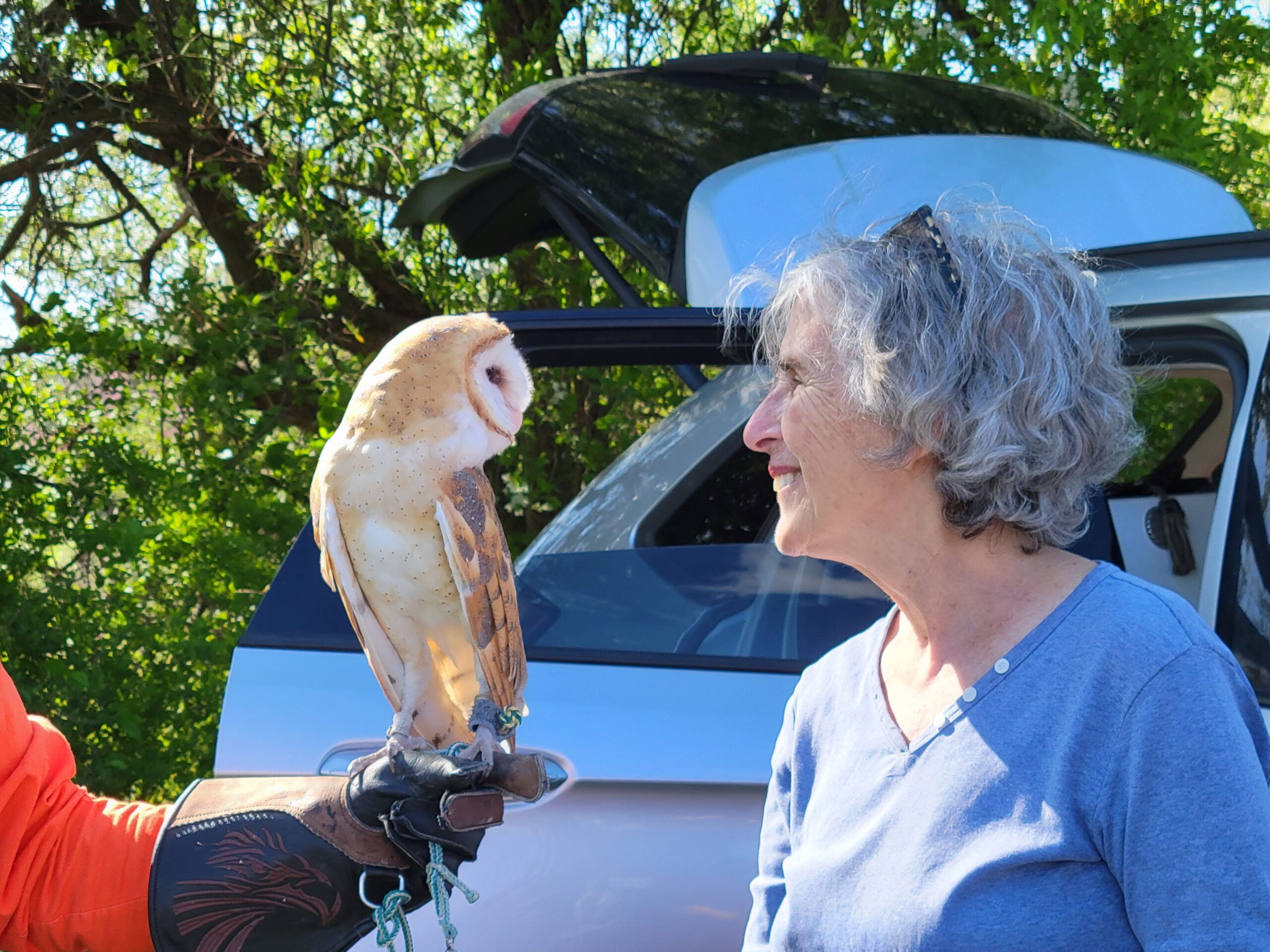 Falconry Exhibit