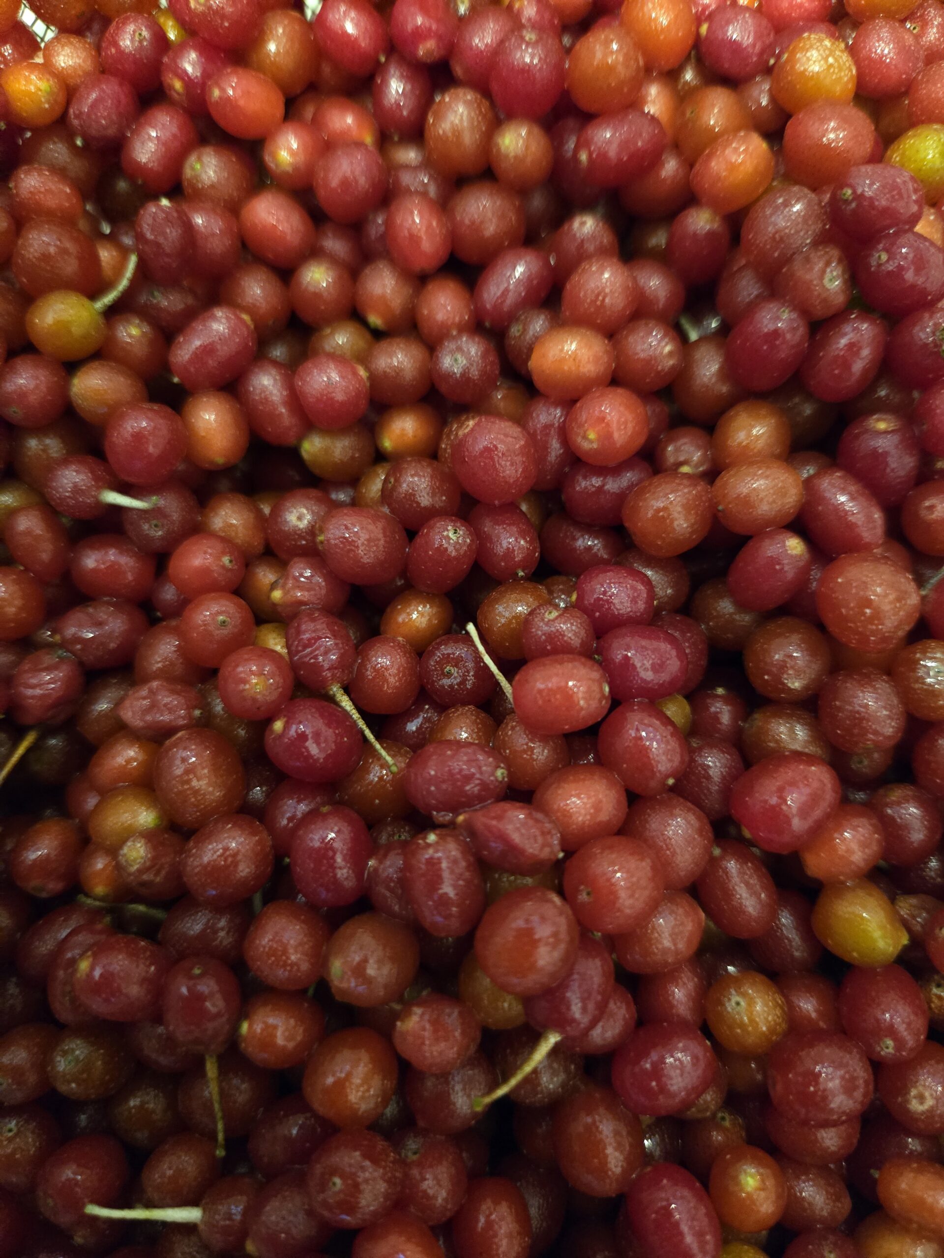 Invasive Culinary: Autumn Olive