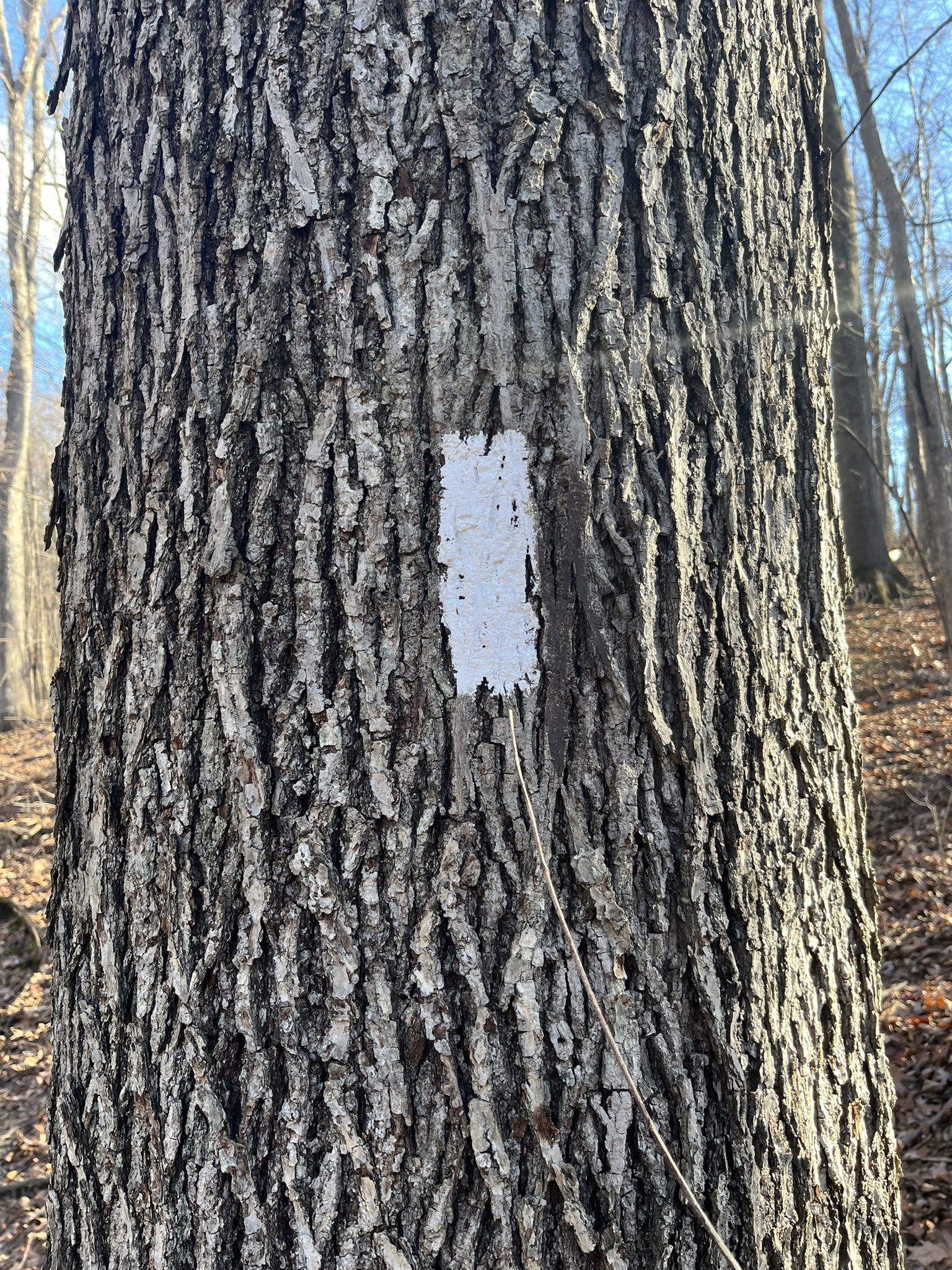 Appalachian Trail Maintenance Work Day