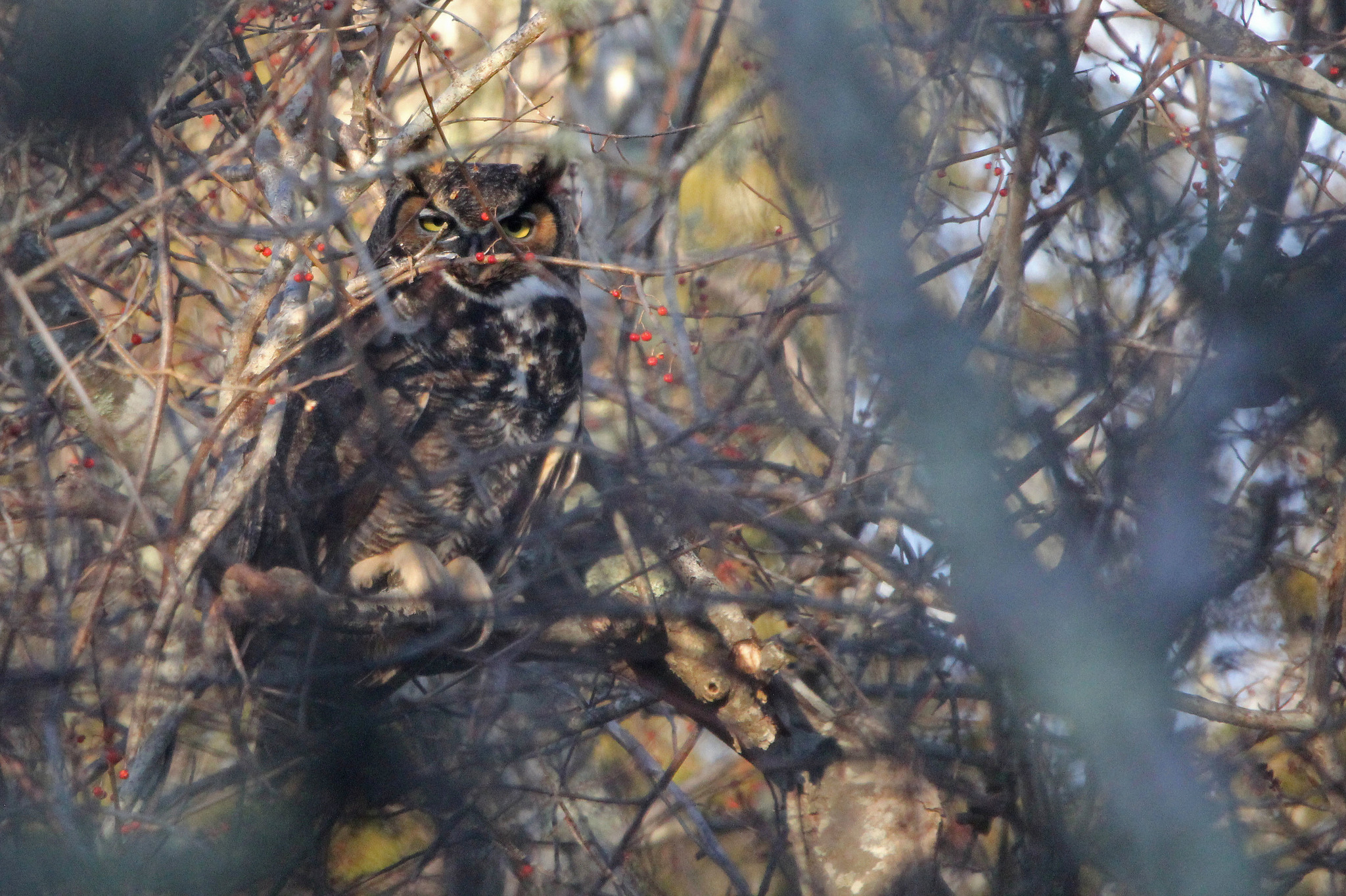 Owls of Pennsylvania