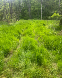 Image of muddy hiking trail